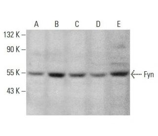 Fyn Antibody (G-4) - Western Blotting - Image 351957 
