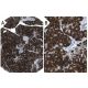 G-CSF Antibody (3D1) - Immunohistochemistry - Image 37542