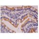 G-CSF Antibody (3D1) - Immunohistochemistry - Image 284750 