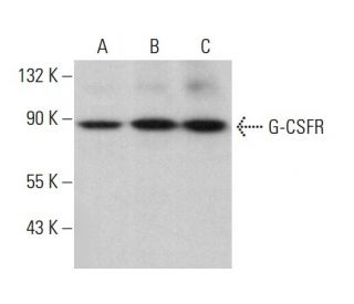 G-CSFR Antibody (A-7) - Western Blotting - Image 381852 