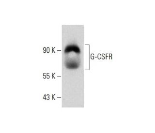 G-CSFR Antibody (F-11) - Western Blotting - Image 325204 