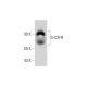 G-CSFR Antibody (F-11) - Western Blotting - Image 325204 