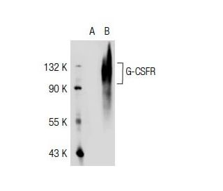G-CSFR Antibody (R12) - Western Blotting - Image 36416
