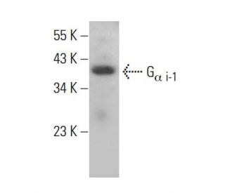 G<sub>&alpha; i-1</sub>/GNAI1 Antibody (B-11) - Western Blotting - Image 381280 