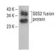 G0S2 Antibody (D-1) - Western Blotting - Image 393036