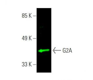 G2A Antibody (G-5) - Western Blotting - Image 386967