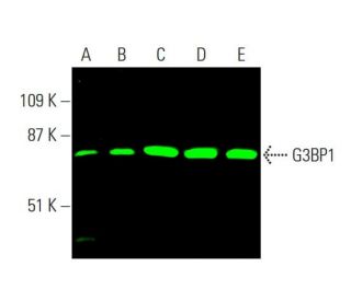 G3BP1 Antibody (H-10) - Western Blotting - Image 378880 