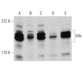 G9a Antibody (C-9) - Western Blotting - Image 359937 