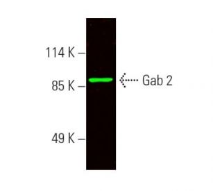 Gab 2 Antibody (H-6) - Western Blotting - Image 389504