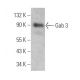 Gab 3 Antibody (F-1) - Western Blotting - Image 367435