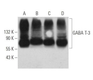 GABA T-3 Antibody (G-6) - Western Blotting - Image 371623 