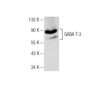GABA T-3 Antibody (G-6) - Western Blotting - Image 151713Each CRISPR/Cas9 Knockout (KO) Plasmid product consists of a pool of 3 plasmids designed to ensure identification and cleavage of a specific gene for maximum knockout efficiency. Each plasmid encodes a unique 20 nt sequence derived from the GeCKO (v2) library.