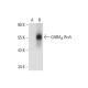 GABAA Rα5 Antibody (A-5) - Western Blotting - Image 299206