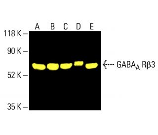 GABA<sub>A</sub> R&beta;3 Antibody (D-12) - Western Blotting - Image 412384 