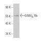 GABAA Rδ Antibody (H-4) - Western Blotting - Image 363577 