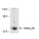 GABAA Rδ Antibody (H-4) - Western Blotting - Image 404602