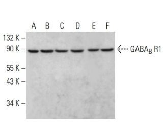 GABA<sub>B</sub> R1 Antibody (C-11) - Western Blotting - Image 381149 