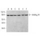 GABAB R1 Antibody (C-11) - Western Blotting - Image 381149 