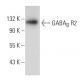 GABAB R2 Antibody (E-4) - Western Blotting - Image 353728 