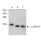GABARAP Antibody (E-8) - Western Blotting - Image 359181 