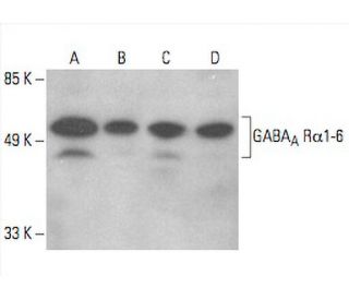 GABA<sub>A</sub> Rα1-6 Antibody (E-8) - Western Blotting - Image 394065Each CRISPR/Cas9 Knockout (KO) Plasmid product consists of a pool of 3 plasmids designed to ensure identification and cleavage of a specific gene for maximum knockout efficiency. Each plasmid encodes a unique 20 nt sequence derived from the GeCKO (v2) library.