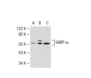 GABP-&alpha; Antibody (8C1B10) - Western Blotting - Image 109366 