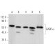 GABP-α Antibody (8C1B10) - Western Blotting - Image 361730