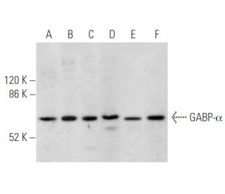GABP-&alpha; Antibody (G-1) - Western Blotting - Image 355536 