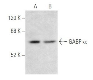 GABP-&alpha; Antibody (H-2) - Western Blotting - Image 355535 