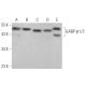 GABP-β1/2 Antibody (11) - Western Blotting - Image 373131 