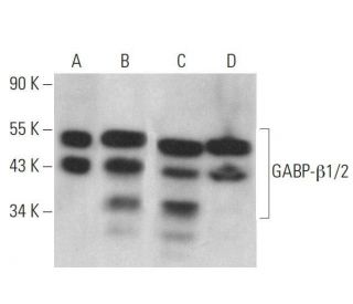 GABP-&beta;1/2 Antibody (E-1) - Western Blotting - Image 359141 
