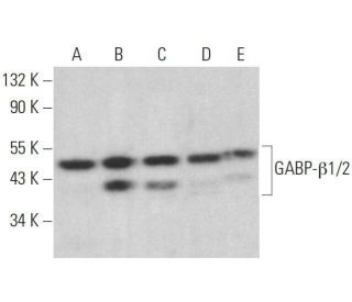 GABP-&beta;1/2 Antibody (E-7) - Western Blotting - Image 359143 