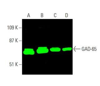 GAD-65 Antibody (A-3) - Western Blotting - Image 378925 