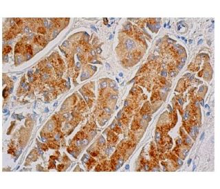 DDIT3/GADD153/CHOP Antibody (H-5) - Immunohistochemistry - Image 348331 