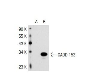GADD 153 (6D313): sc-71136. Western blot analysis of GADD 153... 