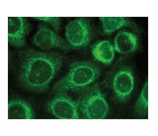 GADD 34 Antibody (B-10) - Immunofluorescence - Image 149296 