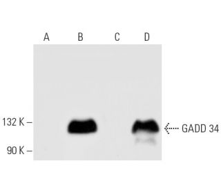 GADD 34 Antibody (D-8) - Western Blotting - Image 10448 