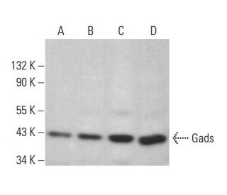Gads Antibody (G-11) - Western Blotting - Image 383709 