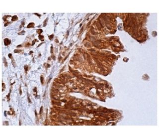 GAK Antibody (D-2) - Immunohistochemistry - Image 158140 