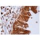GAK Antibody (D-2) - Immunohistochemistry - Image 158140 
