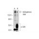 GAK Antibody (D-2) - Western Blotting - Image 74367