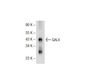 GAL4 Antibody (D-11) - Western Blotting - Image 72745
