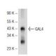 GAL4 Antibody (D-11) - Western Blotting - Image 72745