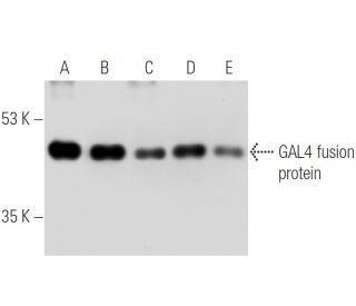 GAL4 [DBD] Antibody (RK5C1) - Western Blotting - Image 5673 