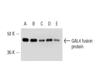 Western blot analysis of GAL4 (DBD 1-147): sc-4050 tagged fusion protein (20 ng). Antibodies tested include GAL4 (DBD) (RK
