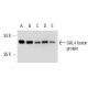 Western blot analysis of GAL4 (DBD 1-147): sc-4050 tagged fusion protein (20 ng). Antibodies tested include GAL4 (DBD) (RK