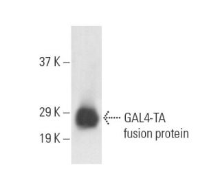 GAL4-TA Antibody (A-2) - Western Blotting - Image 11002