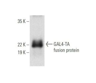 GAL4-TA Antibody (C-10) - Western Blotting - Image 353080