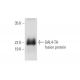 GAL4-TA Antibody (C-10) - Western Blotting - Image 353080