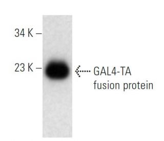 GAL4-TA Antibody (D-4) - Western Blotting - Image 12732